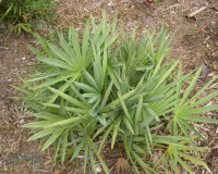 serenoa repens ab.jpg